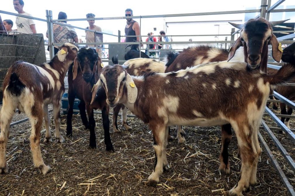 Foto-de-archivo-Feaga17_machorras