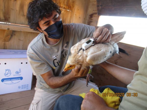 Guirre hembra- liberación