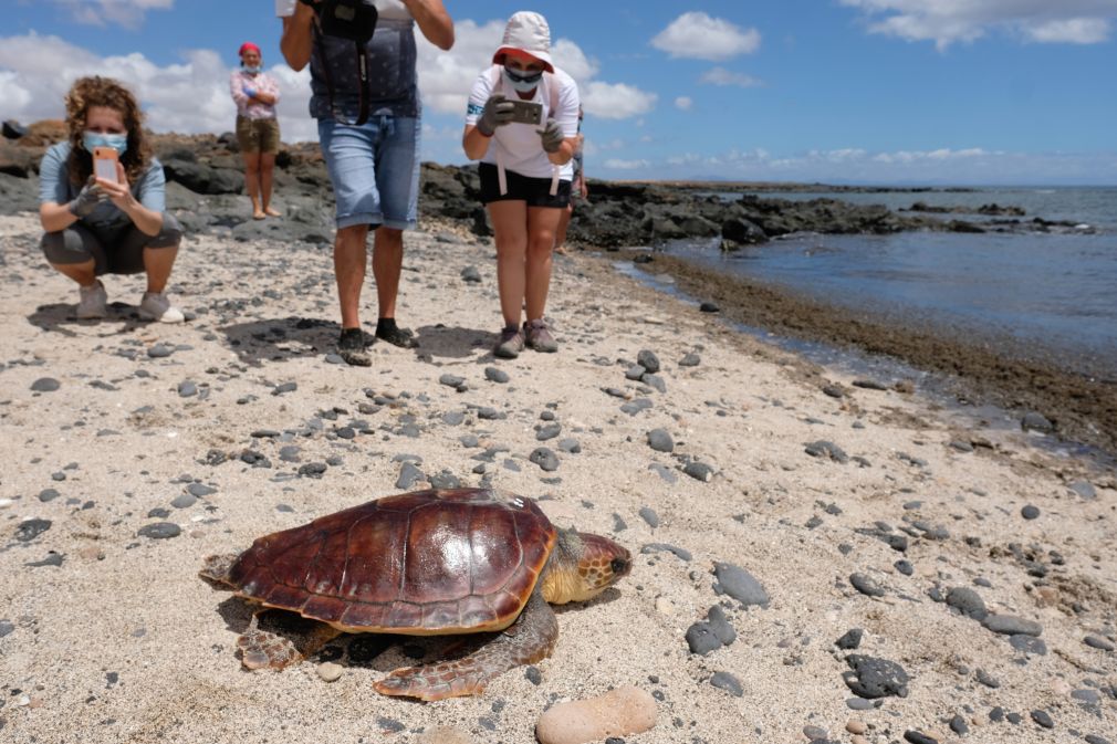 Liberación tortugas