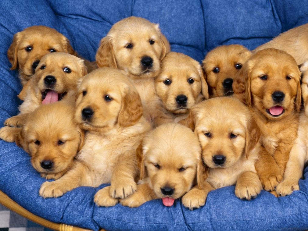 golden-retriever-puppies