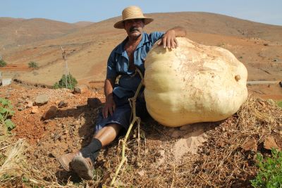  Calabaza gigante de un gricultor en Agua de Bueyes