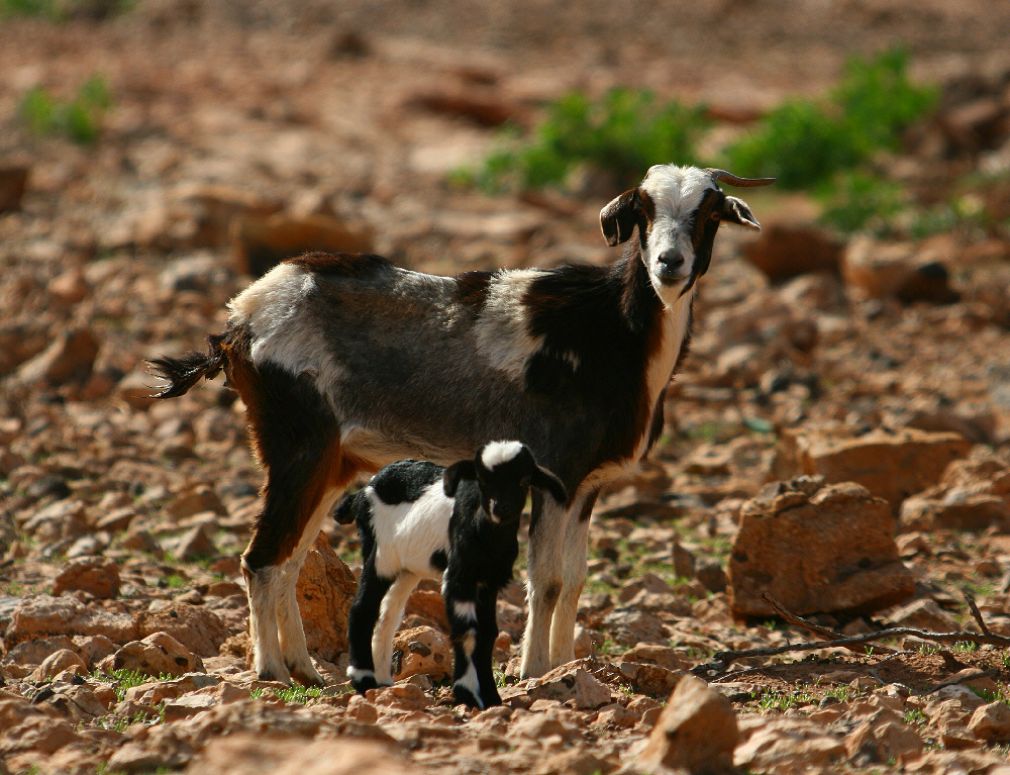 Cabra majorera