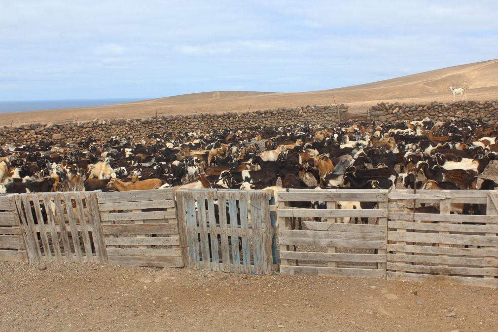 Ganado-cabras Fuerteventura