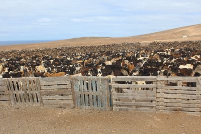 Ganado-cabras Fuerteventura