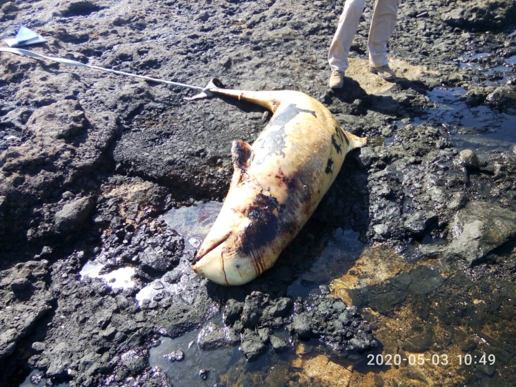 Calderon varado Fuerteventura 2-05-2020