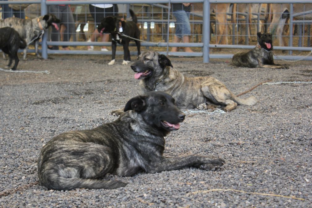 El_perro_majorero_MI_Pueblo