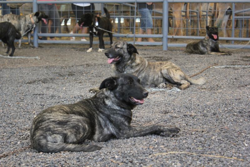 El_perro_majorero_MI_Pueblo