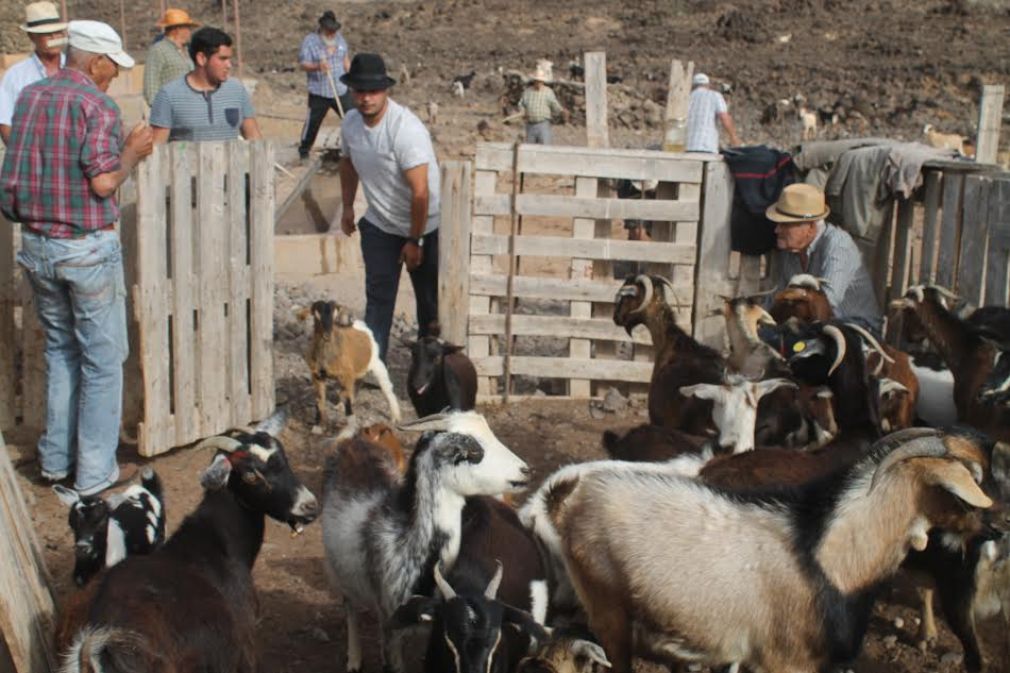 ENCUENTRO_DE_GANADEROS_DEL_MANCOMÚN_EN_EL _LLANO_DE_LA_CUEVA 