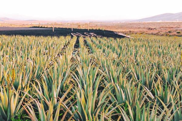 ÁLOE VERA FUERTEVENTURA