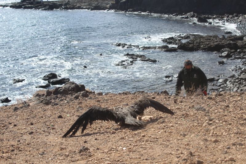 Más de un centenar de pardelas han sido rescatadas hasta ahora por el Cabildo durante la presente campaña de protección de la especie