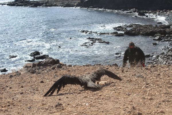 Más de un centenar de pardelas han sido rescatadas hasta ahora por el Cabildo durante la presente campaña de protección de la especie