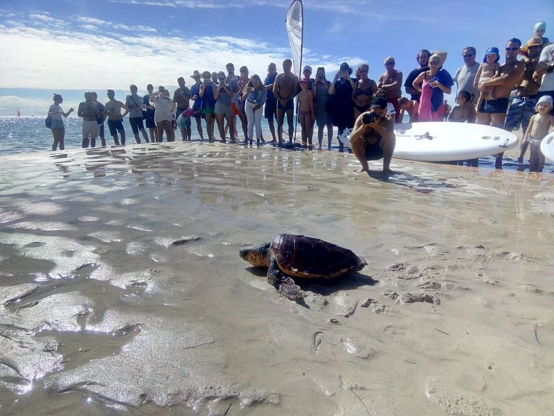 sueltatortugasbutihondo