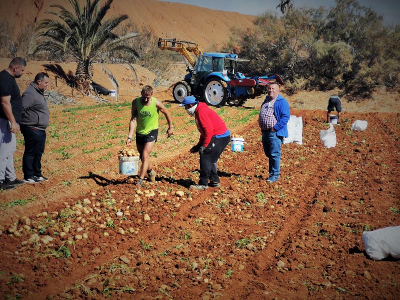 Recogida colectiva de papas en Antigua