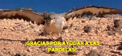 Campaña protección pardela cenicienta