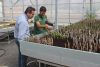 Reparto de Frutales